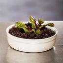 Crème brûlée Set 2-tlg Lehm